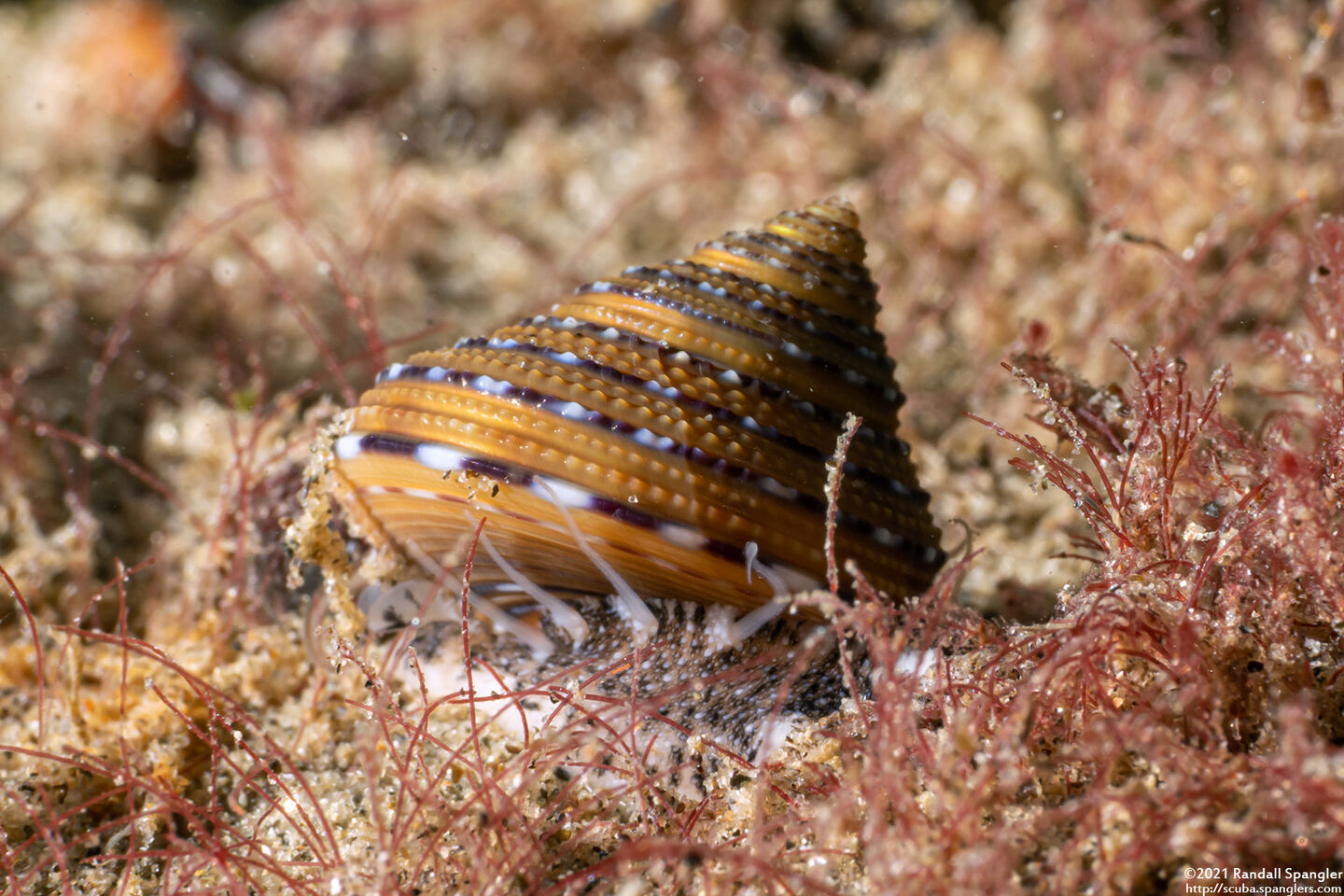 Calliostoma tricolor (Three-Colored Top Shell)