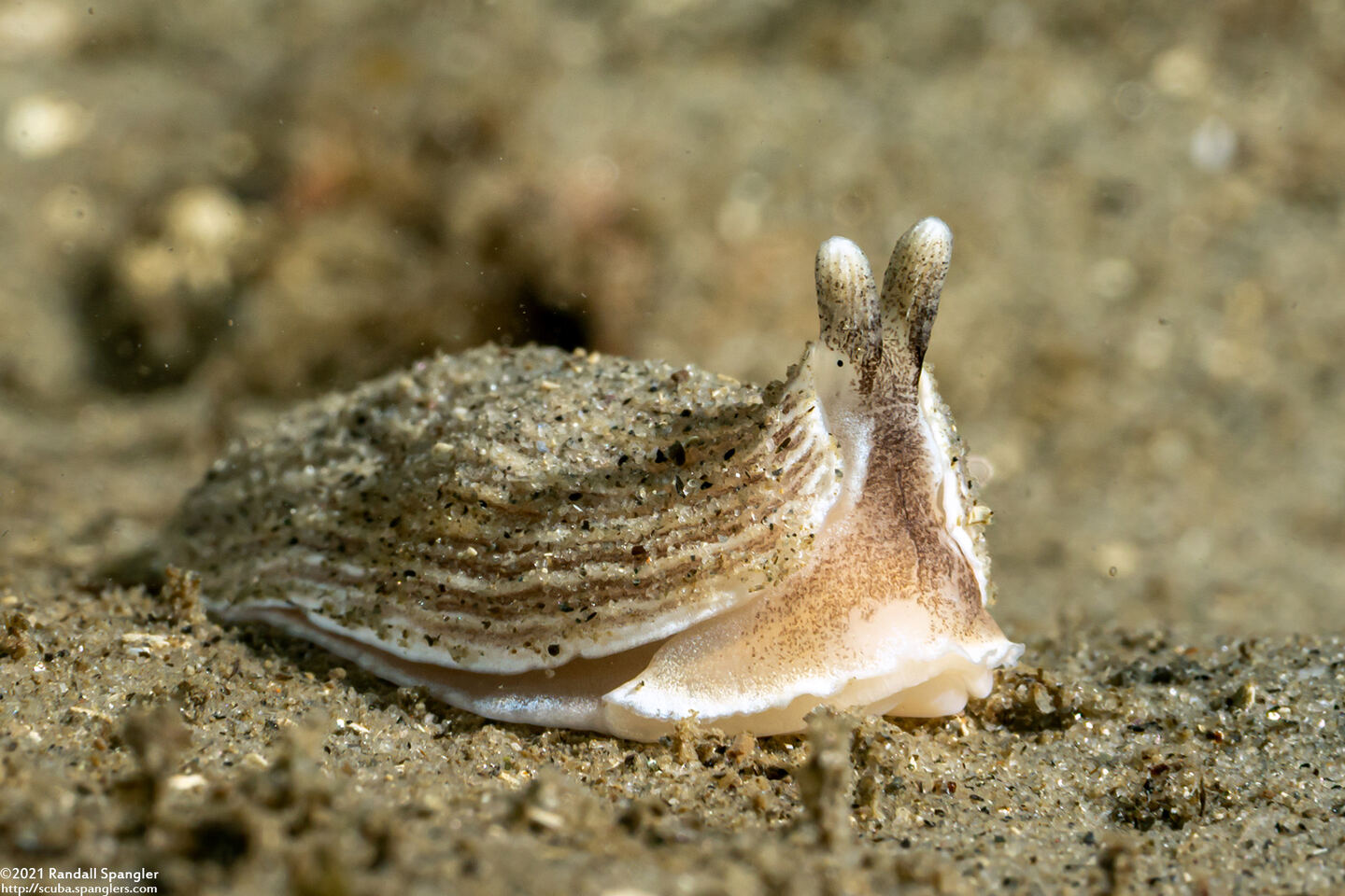 Armina californica (California Armina)