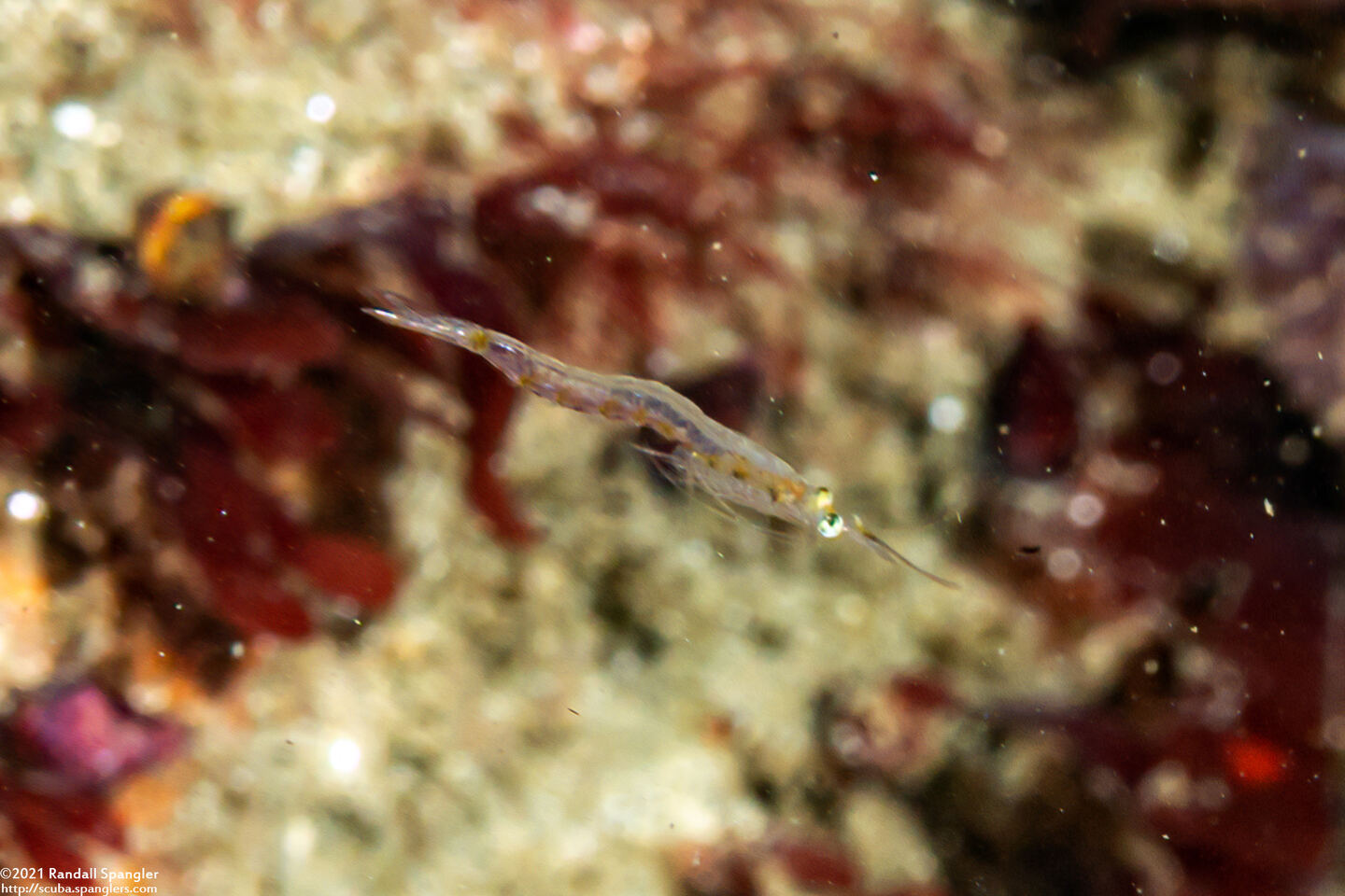 Order Mysida (Mysids)