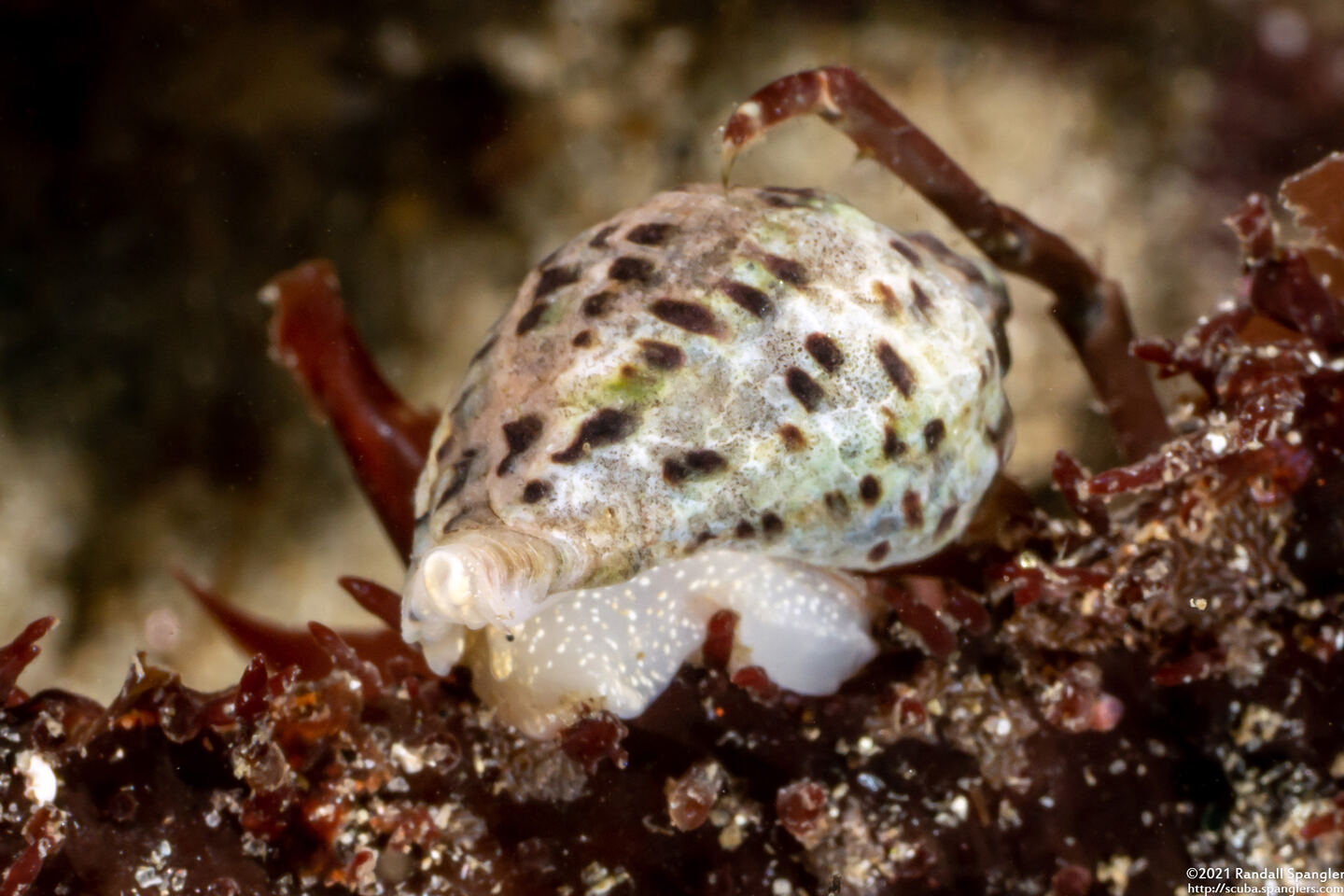 Acanthinucella spirata (Angled Unicorn)