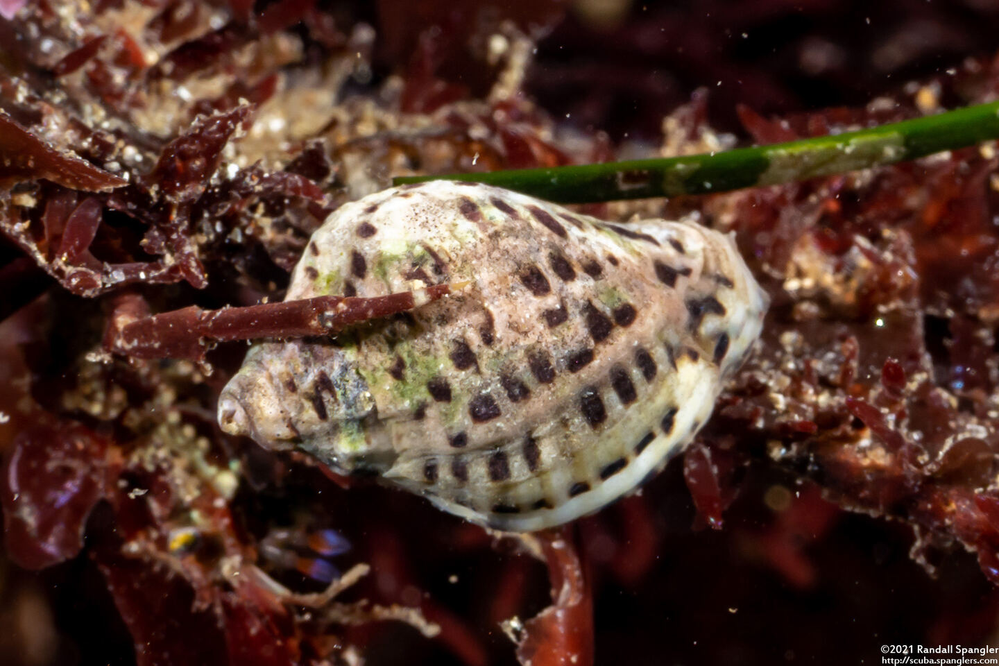 Acanthinucella spirata (Angled Unicorn)