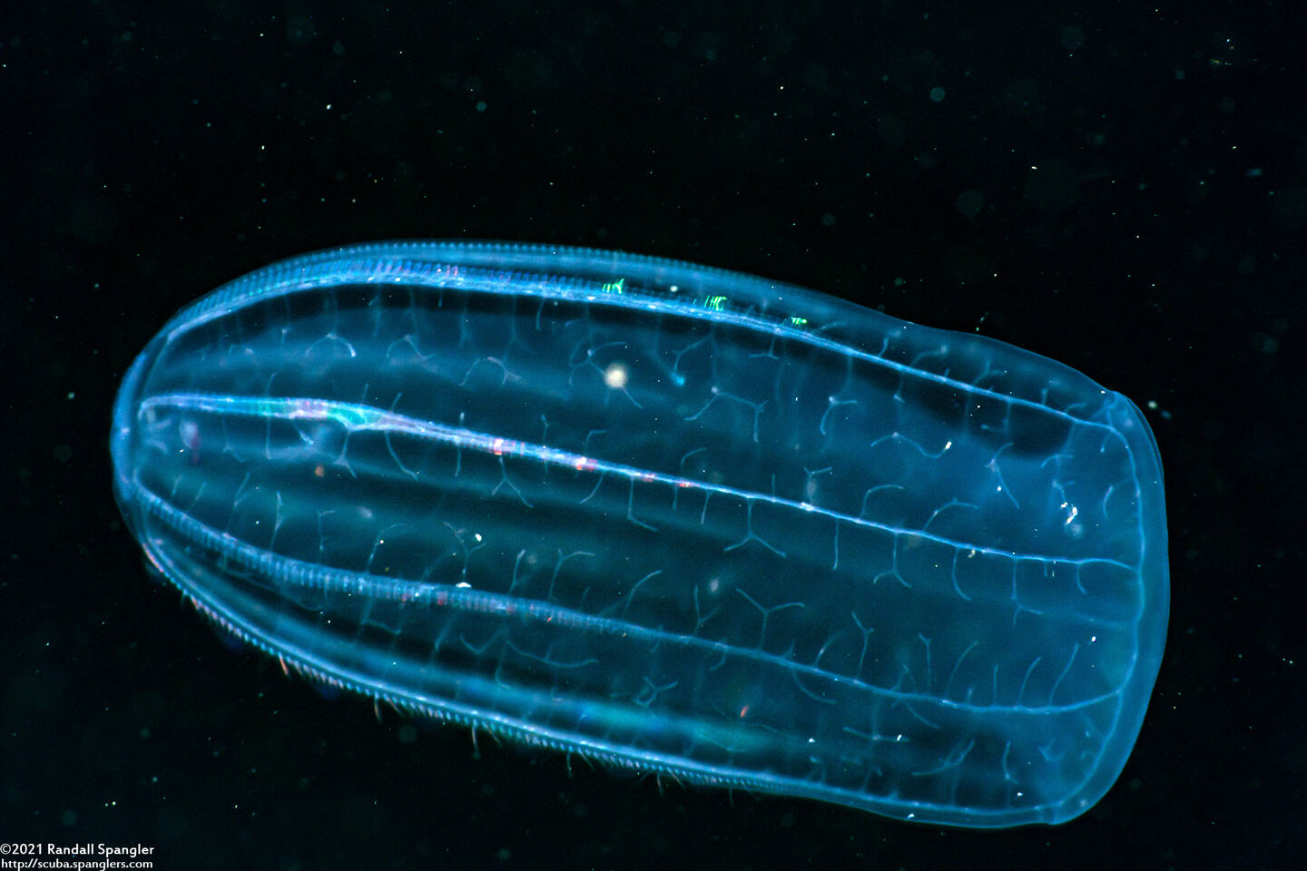 Beroe cucumis (Beroe cucumis)