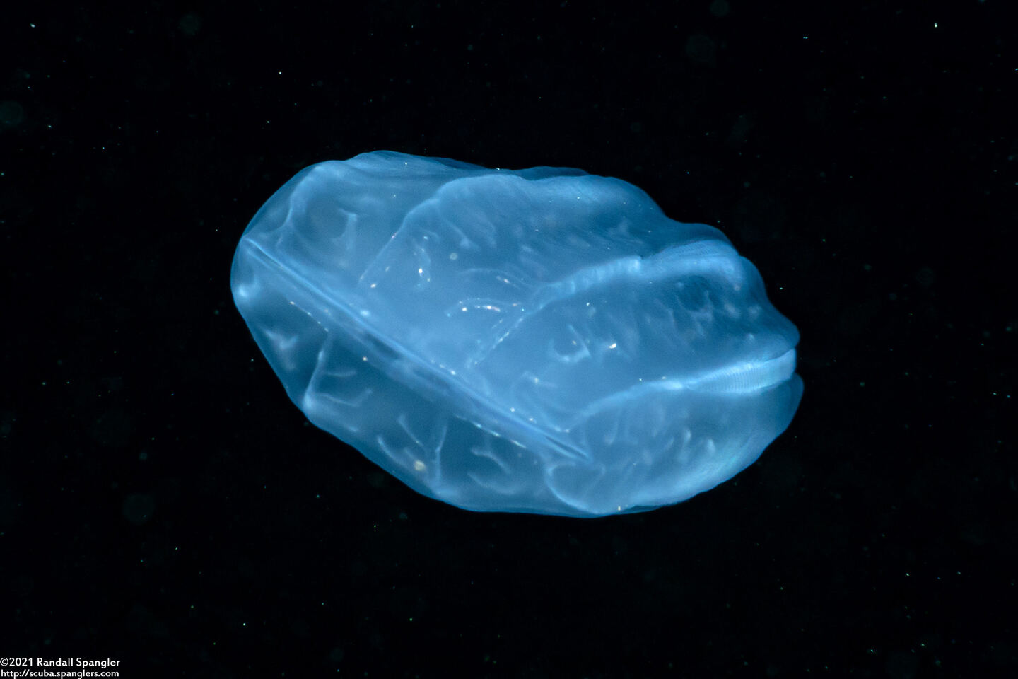 Beroe cucumis (Beroe cucumis)