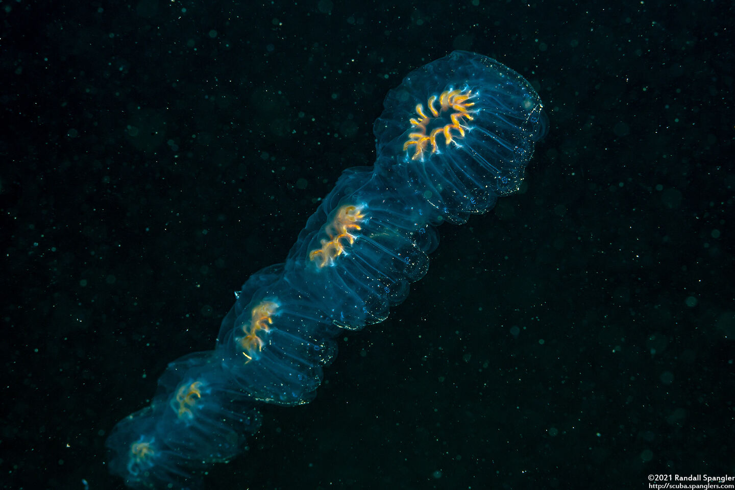 Cyclosalpa affinis (Cyclosalpa Affins)