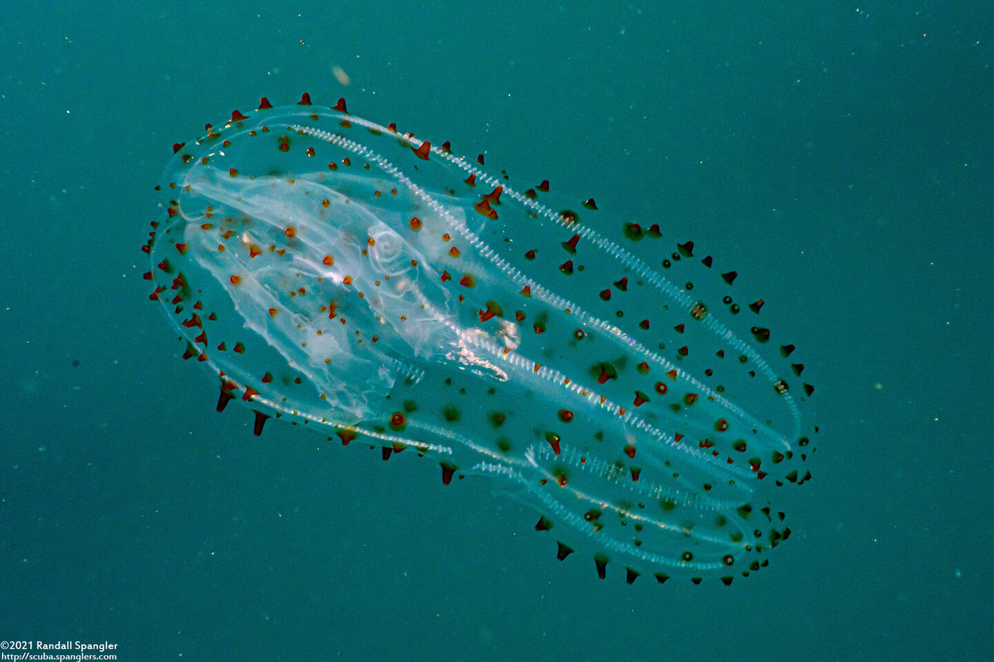 Leucothea pulchra (Leucothea Pulchra)