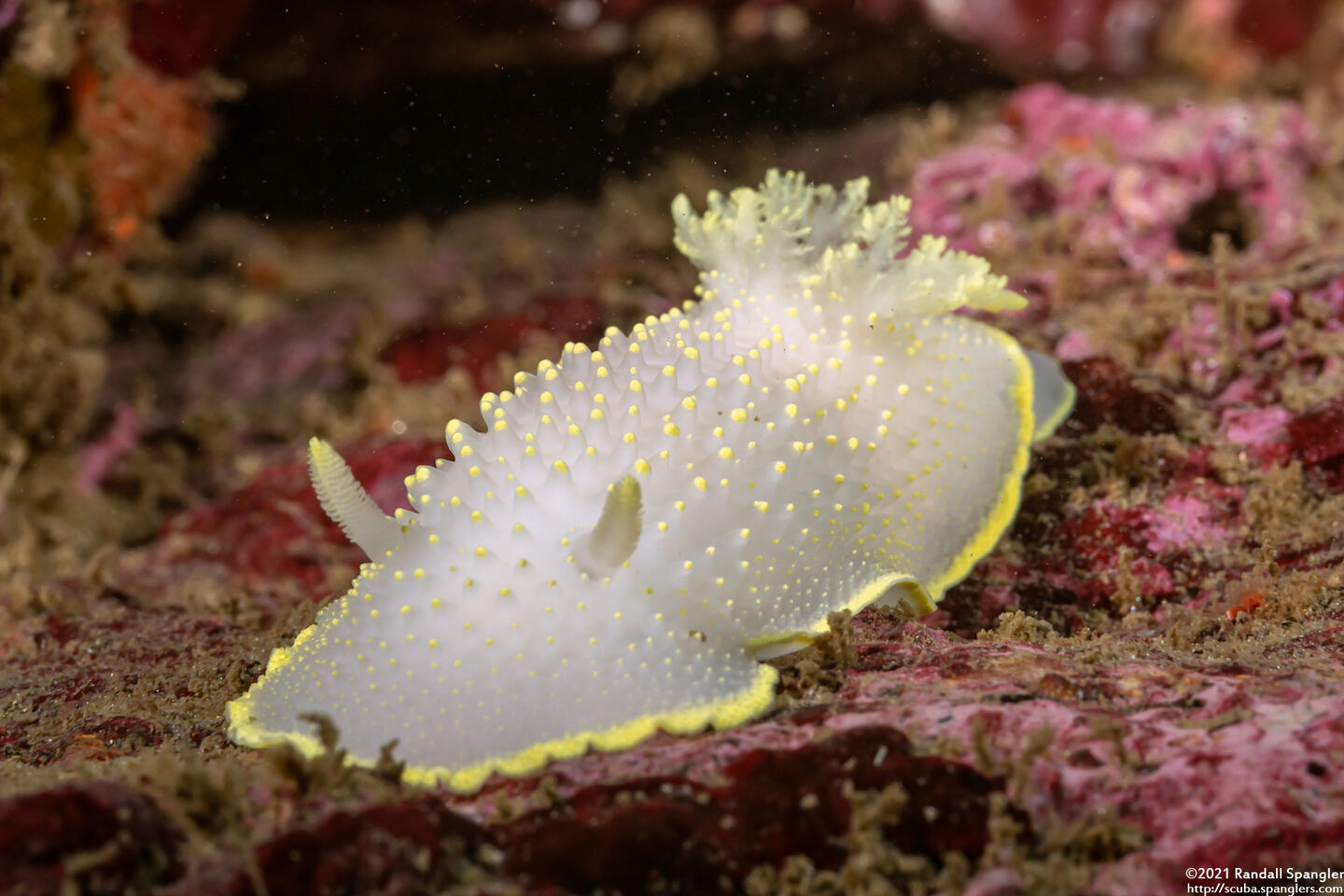Cadlina luteomarginata (Yellow Margin Cadlina)