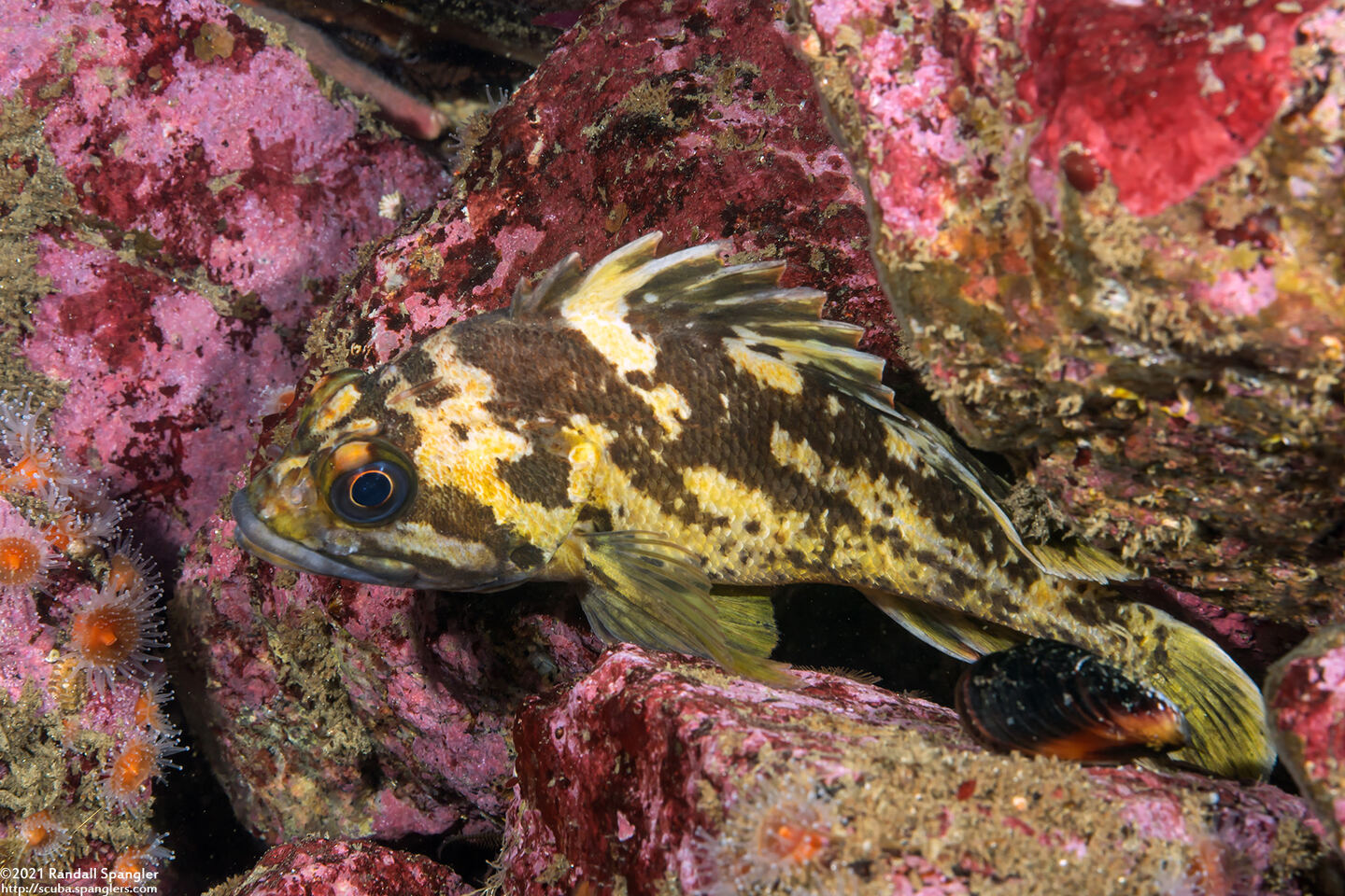 Sebastes chrysomelas (Black-and-Yellow Rockfish)
