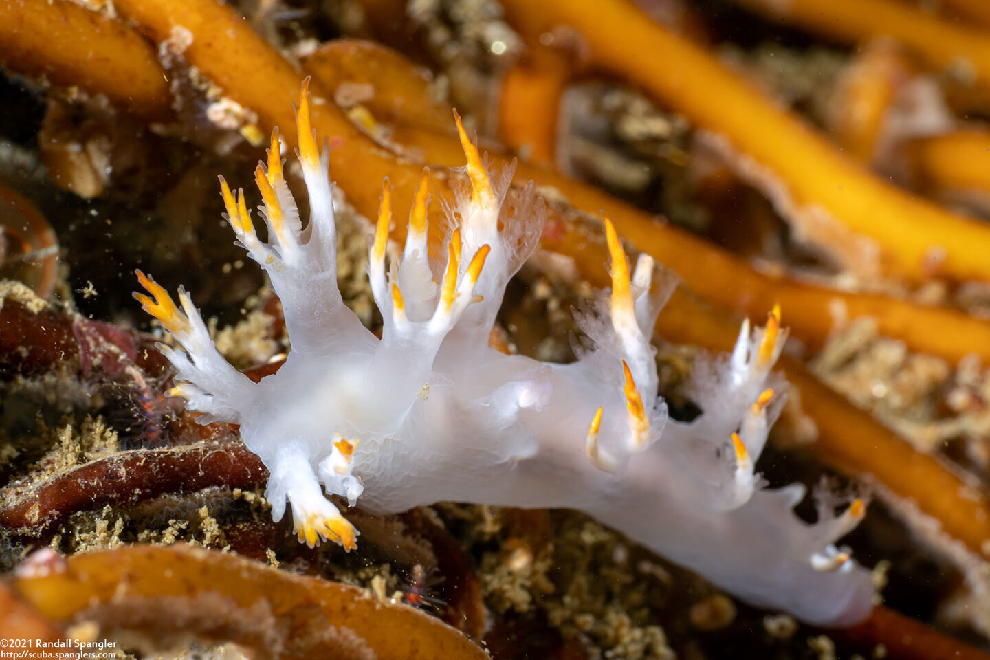 Dendronotus albus (White Dendronotus)