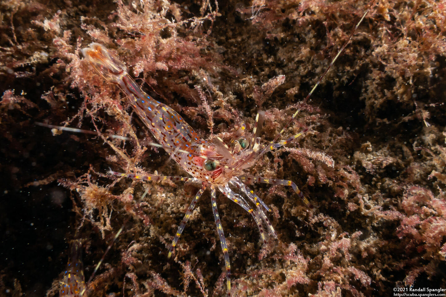 Pandalus danae (Dock Shrimp)