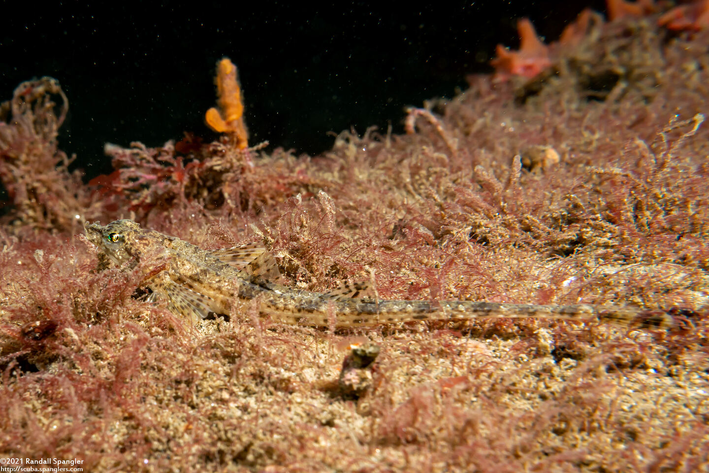 Odontopyxis trispinosa (Pygmy Poacher)