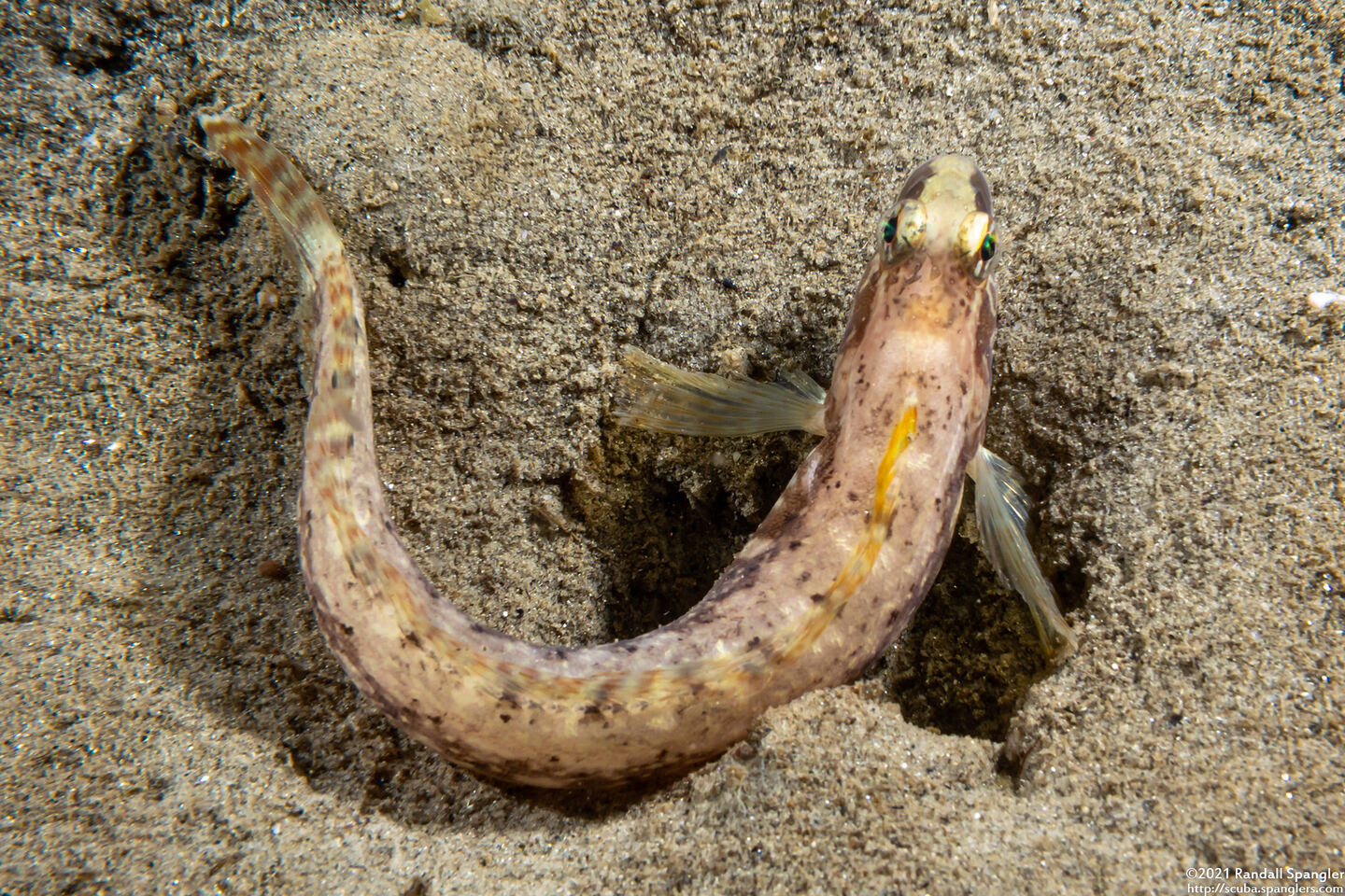 Rathbunella alleni (Stripefin Ronquil)