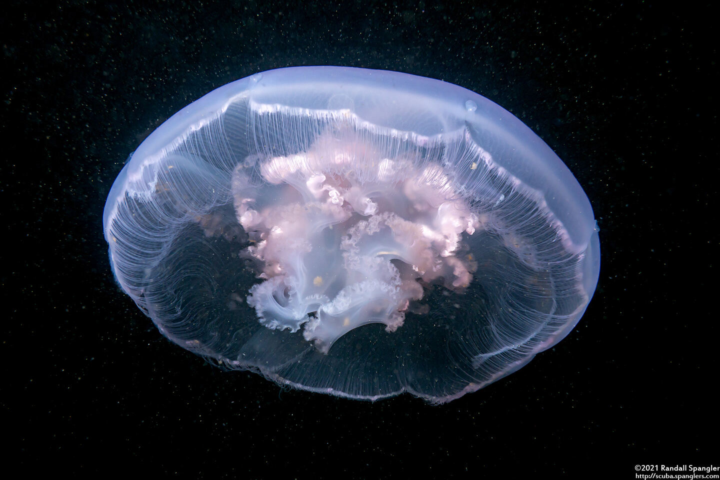 Aurelia aurita (Moon Jelly)