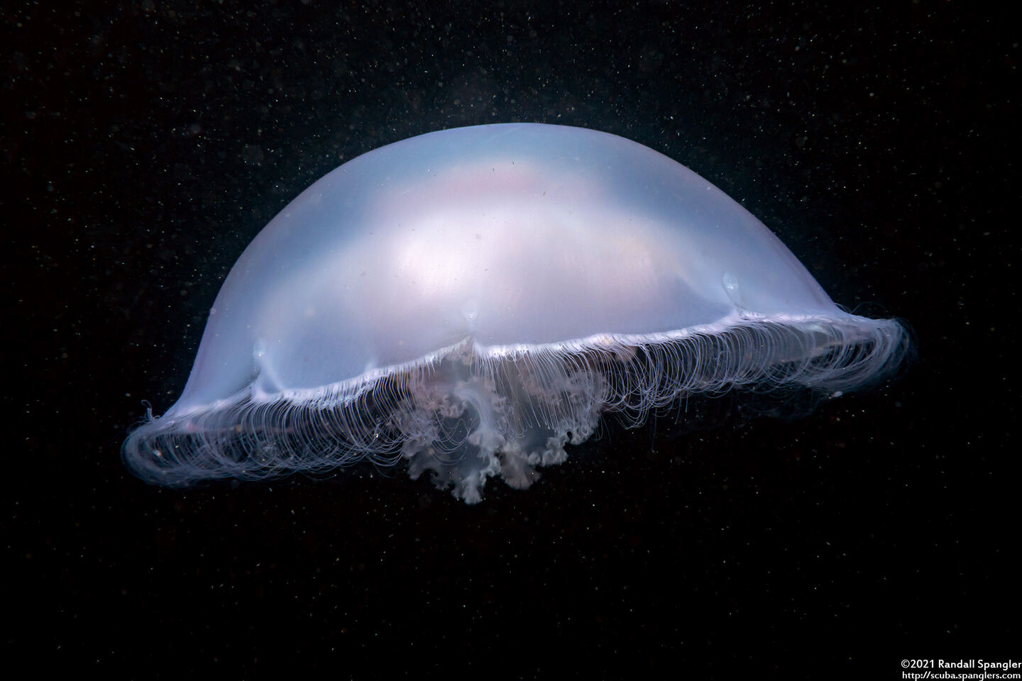 Aurelia aurita (Moon Jelly)