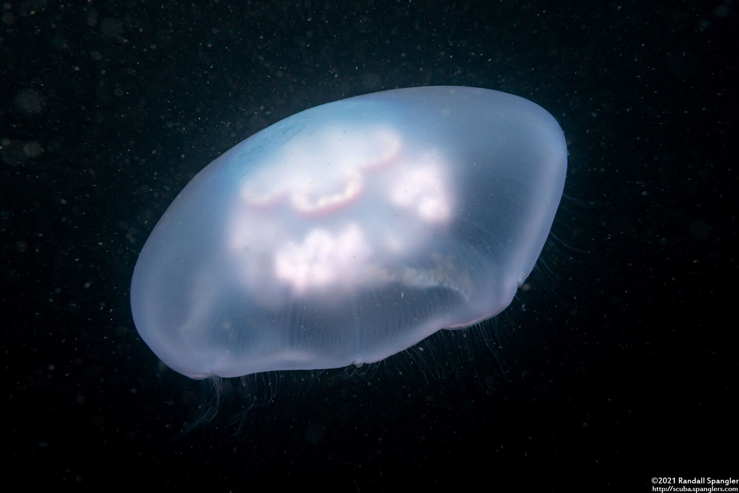 Aurelia aurita (Moon Jelly)