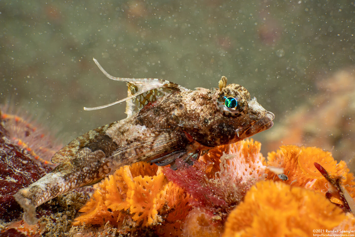 Icelinus tenuis (Spotfin Sculpin)