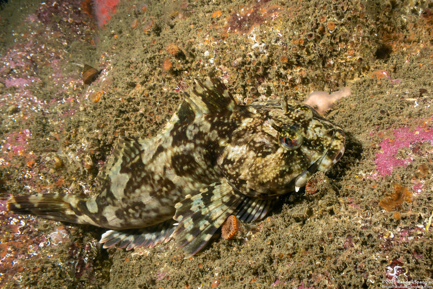 Scorpaenichthys marmoratus (Cabezon)
