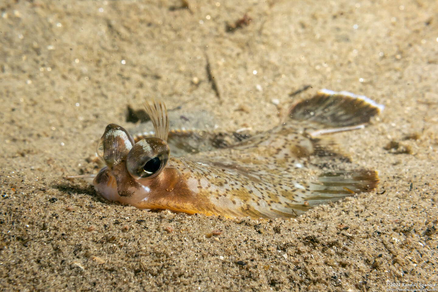 Pleuronichthys coenosus (C-O Sole)