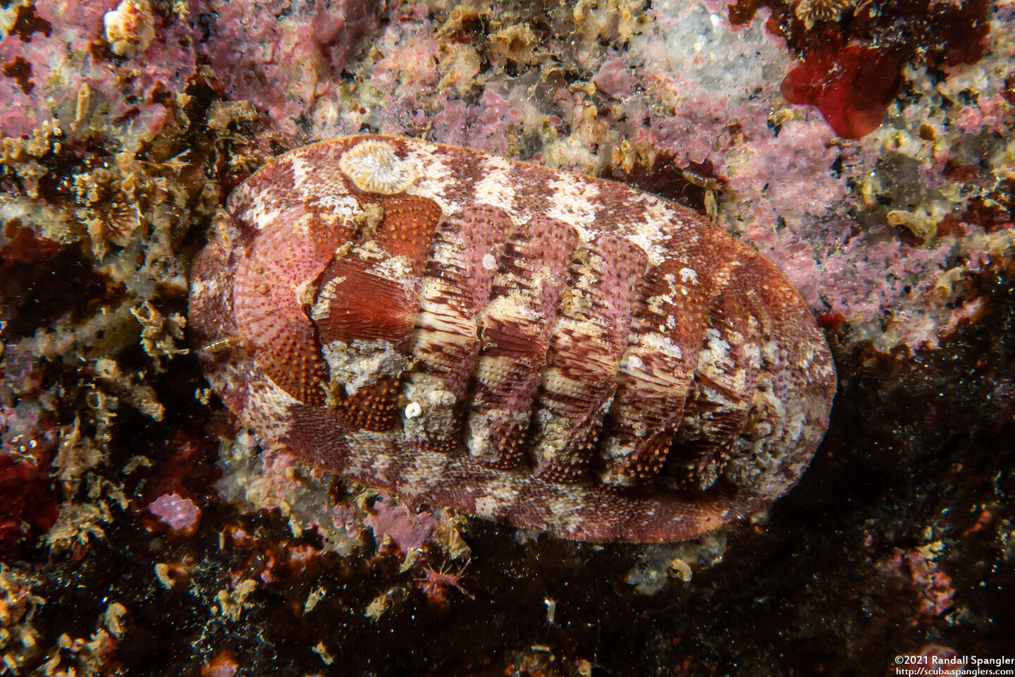 Lepidozona mertensii (Merten's Chiton)