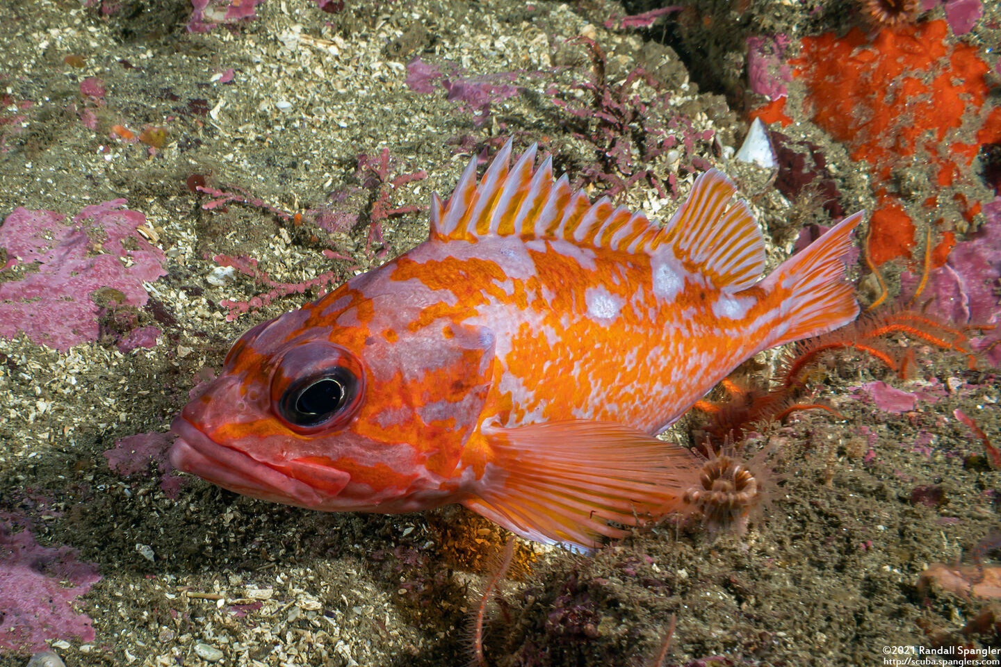 Sebastes rosaceus (Rosy Rockfish)