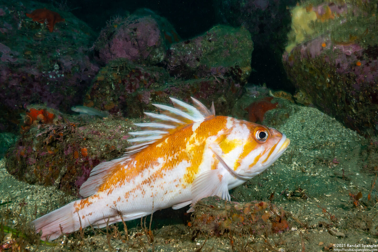 Sebastes caurinus (Copper Rockfish)