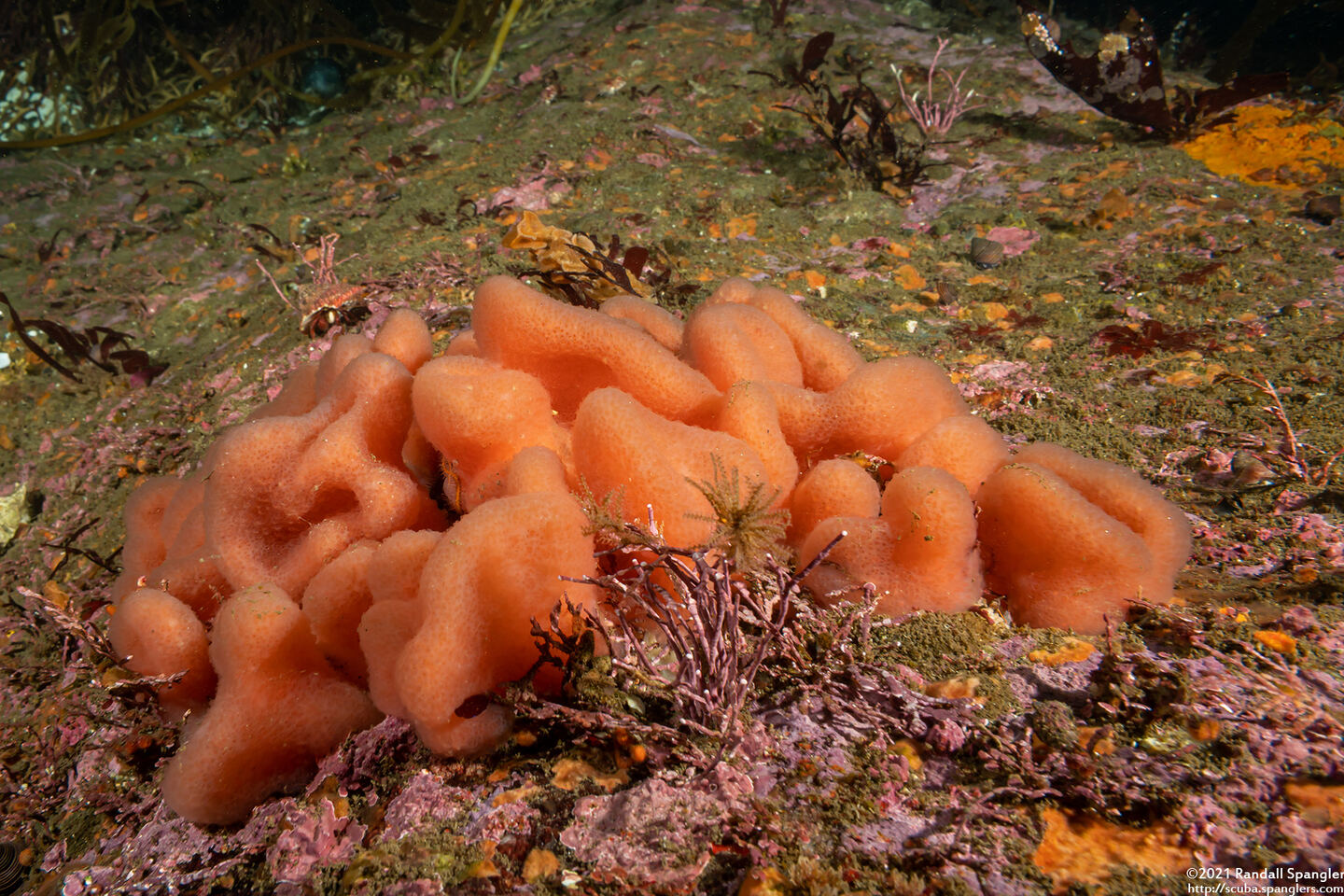 Aplidium californicum (Sea Pork)