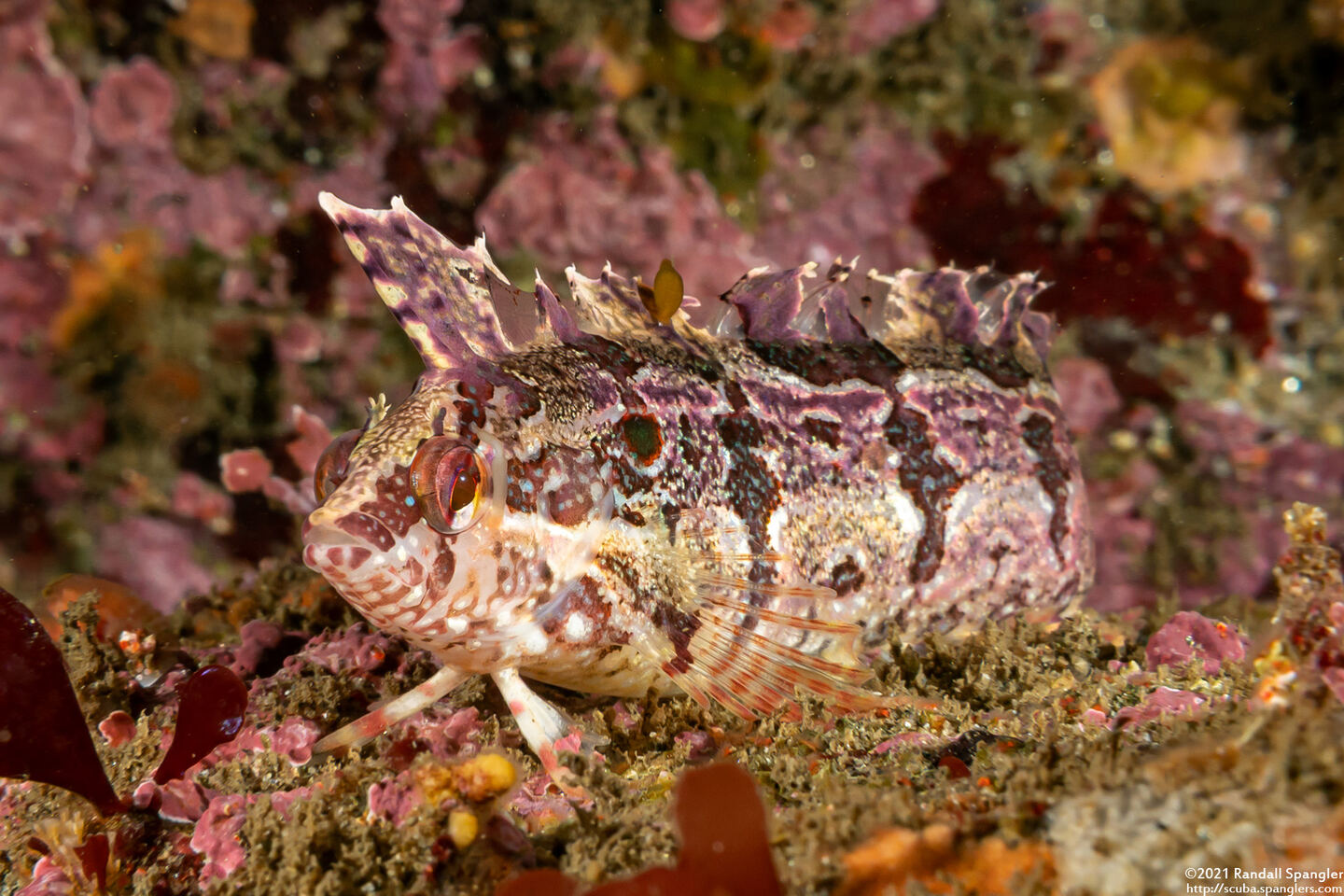 Gibbonsia elegans (Spotted Kelpfish)