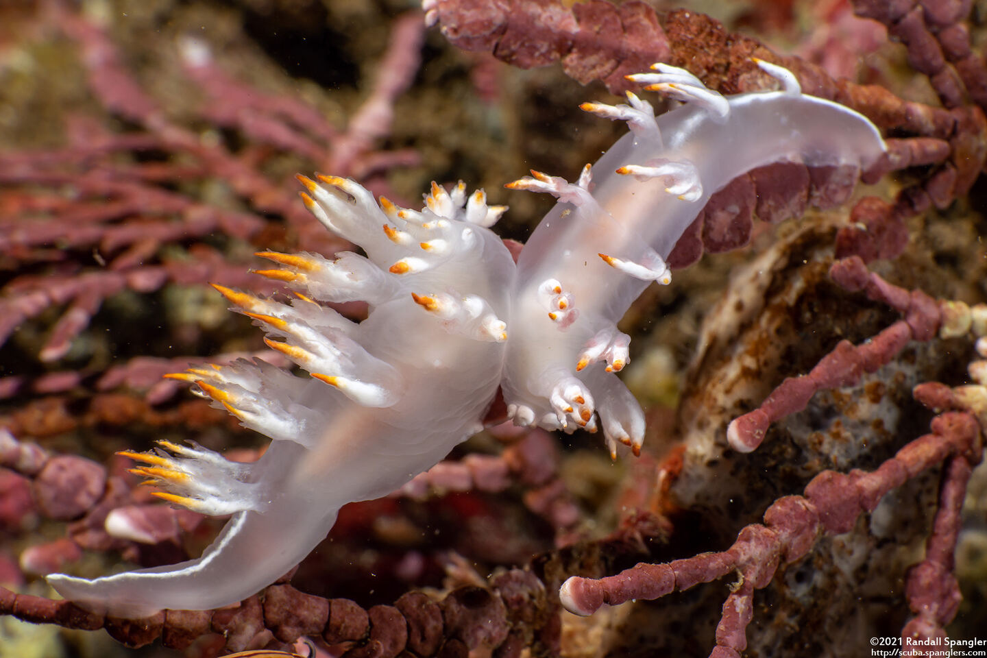 Dendronotus albus (White Dendronotus); mating