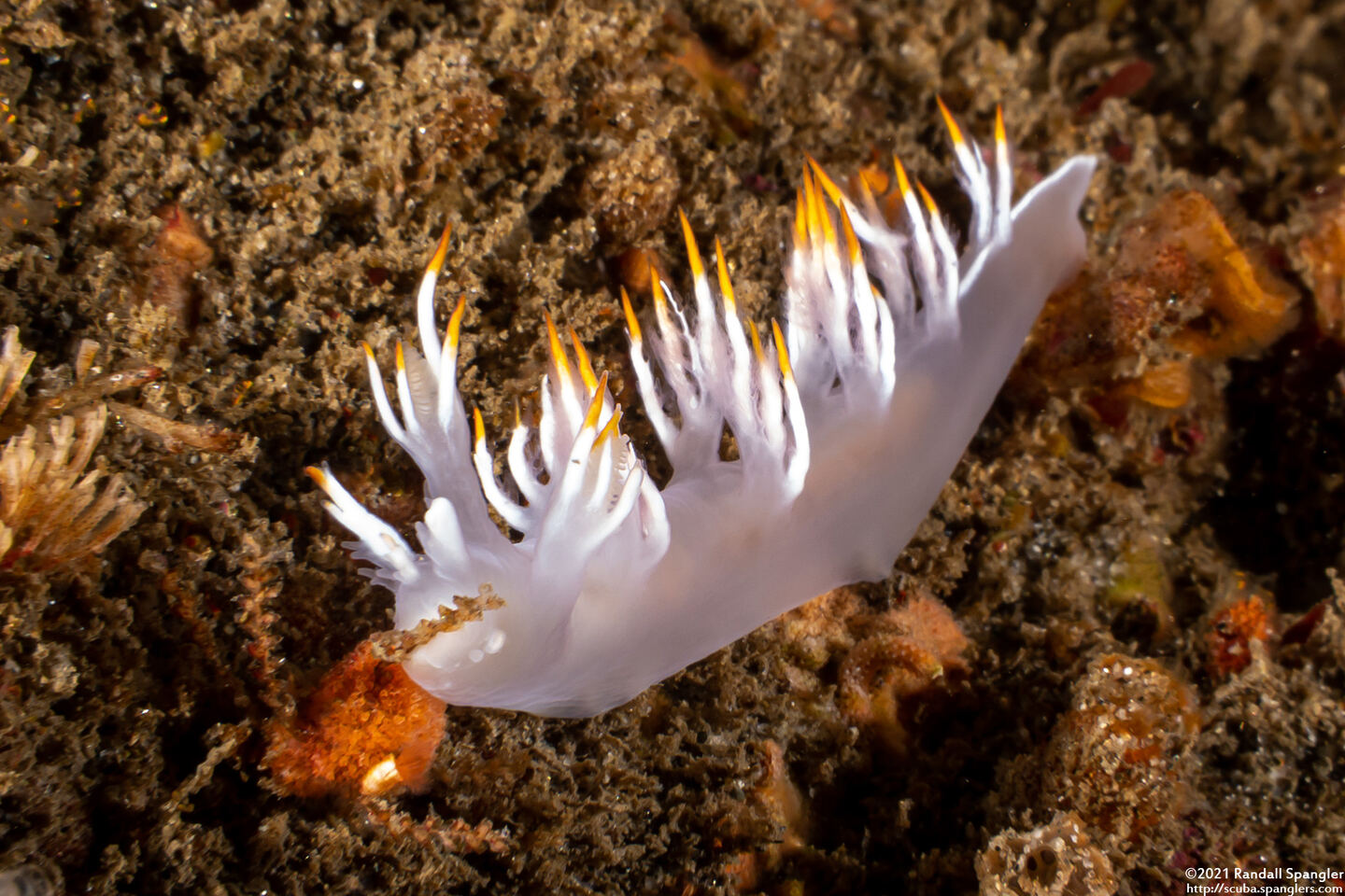 Dendronotus albus (White Dendronotus)