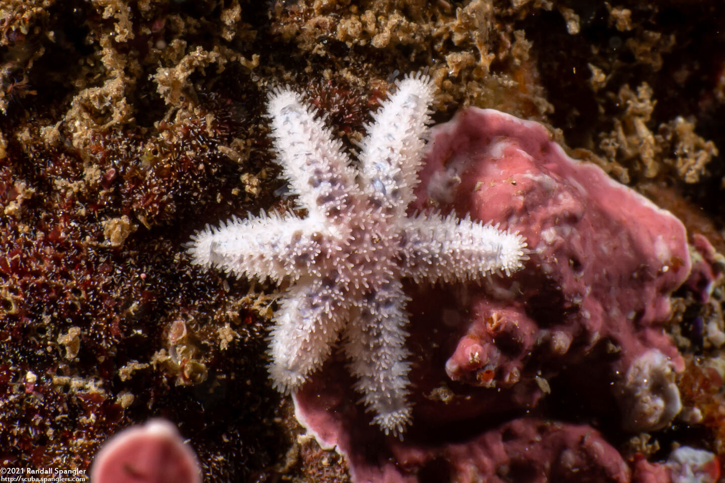 Leptasterias hexactis (Six-Arm Star)