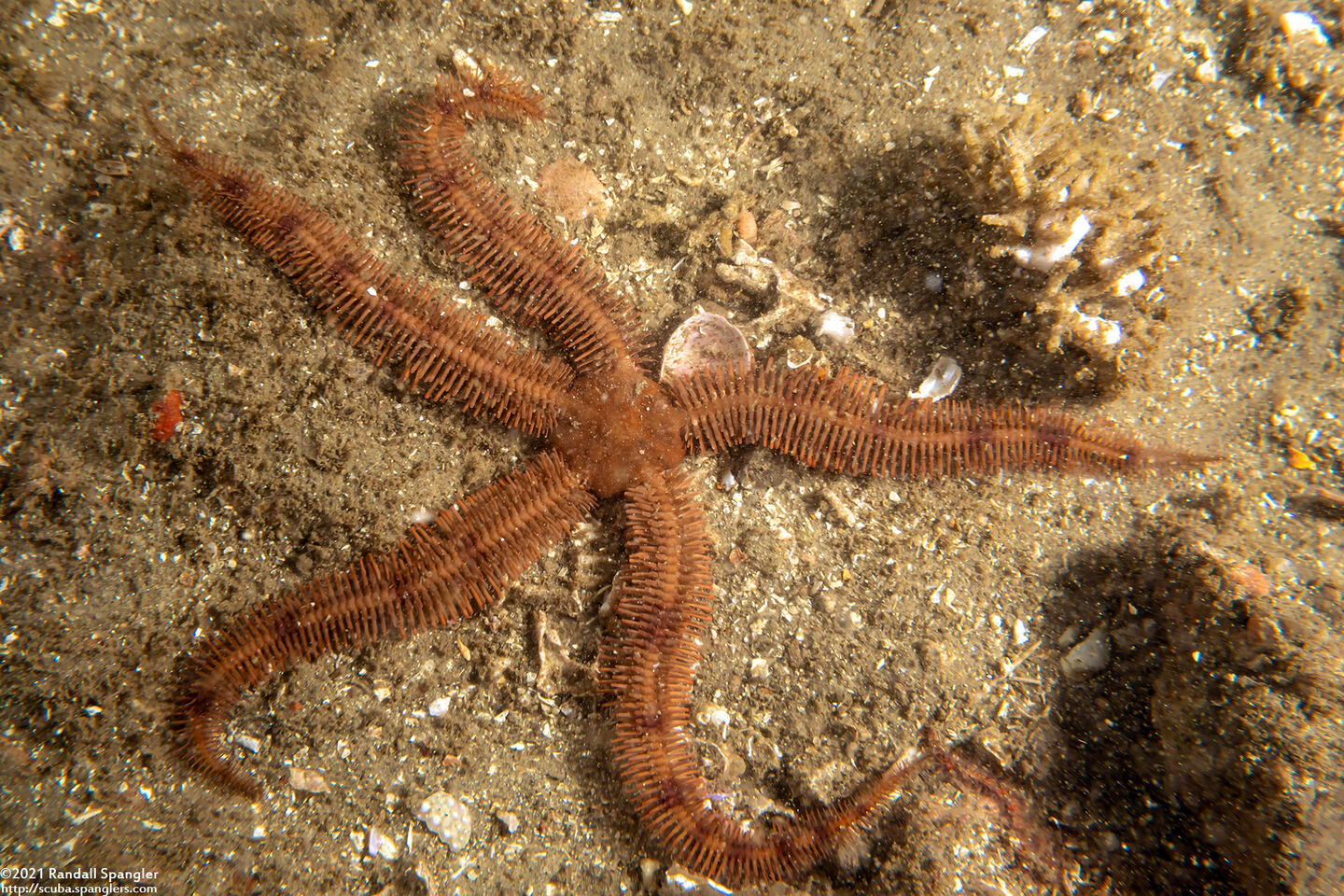 Ophiopteris papillosa (Flat-Spined Brittle Star)