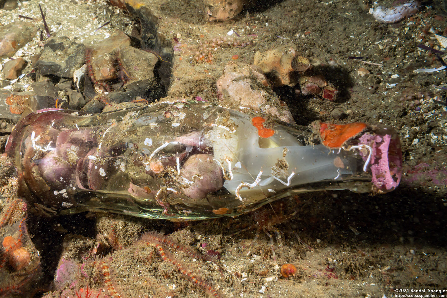 Kellia laperousii (Smooth Kelly Clam)