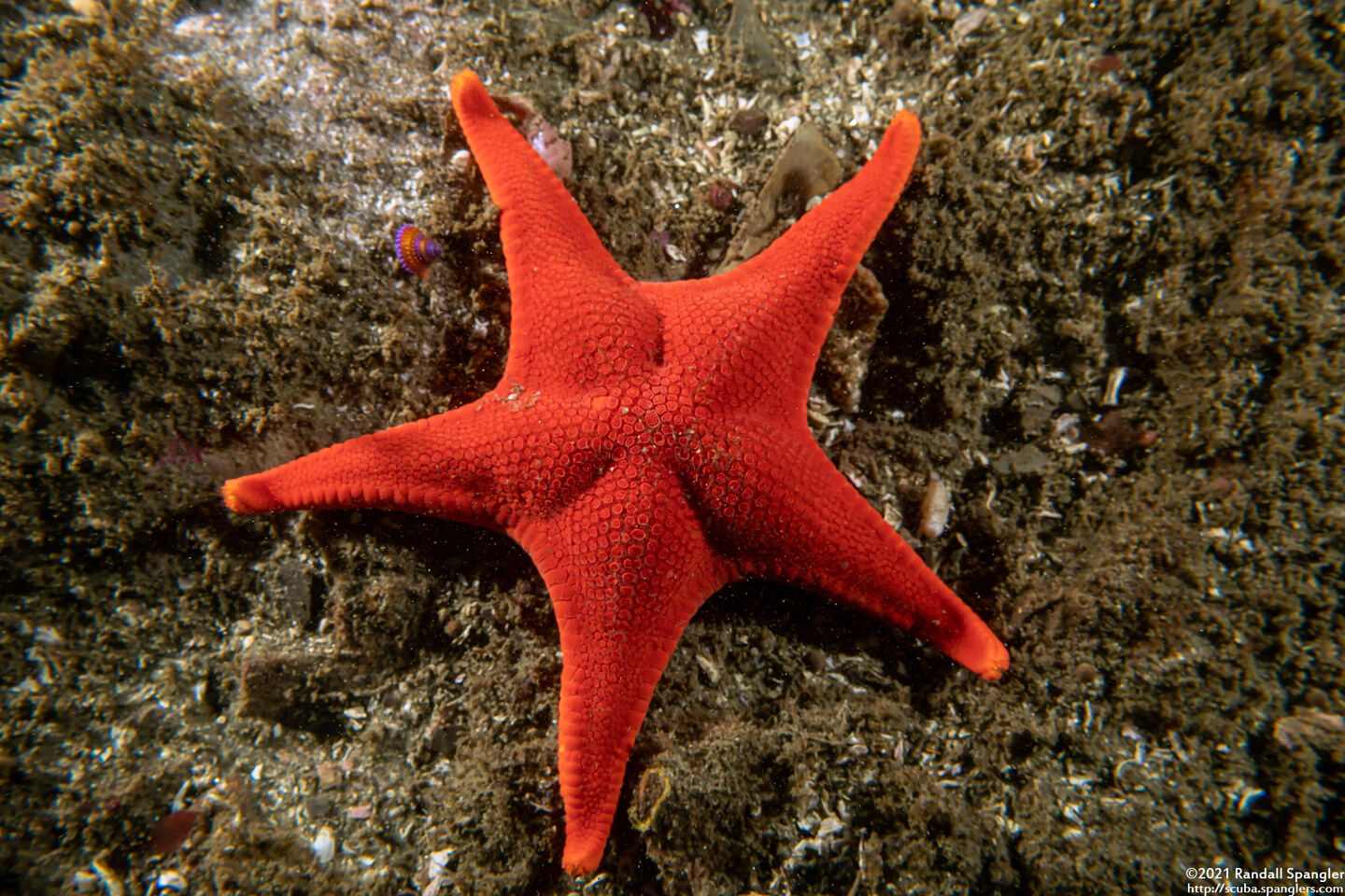 Mediaster aequalis (Red Sea Star)