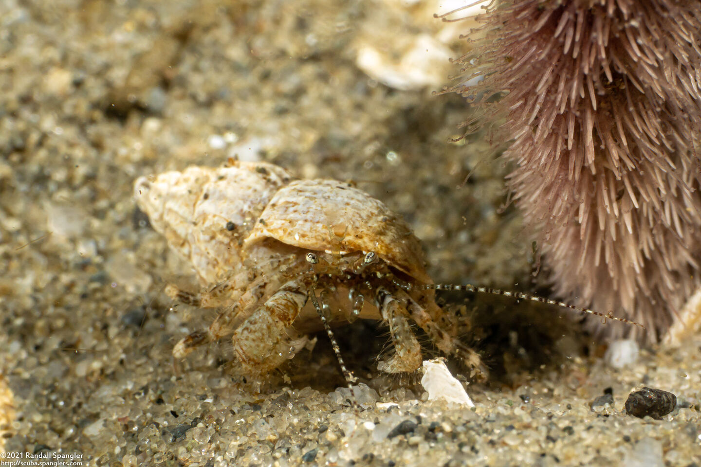 Pagurus hirsutiusculus (Hairy Hermit Crab)
