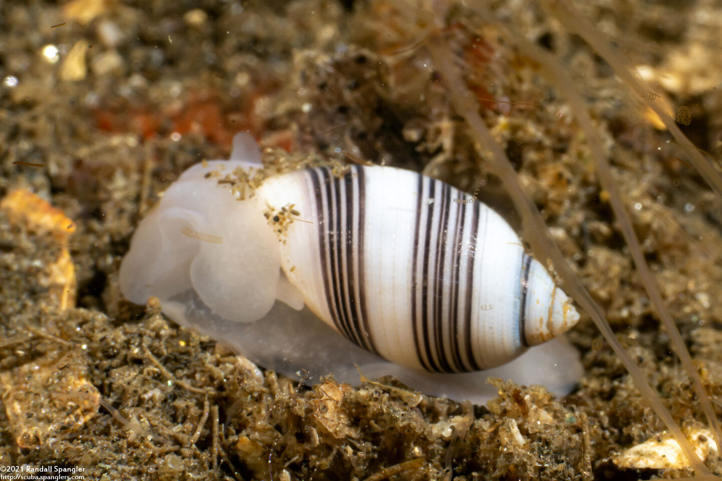 Rictaxis punctocaelatus (Striped Barrel Shell)