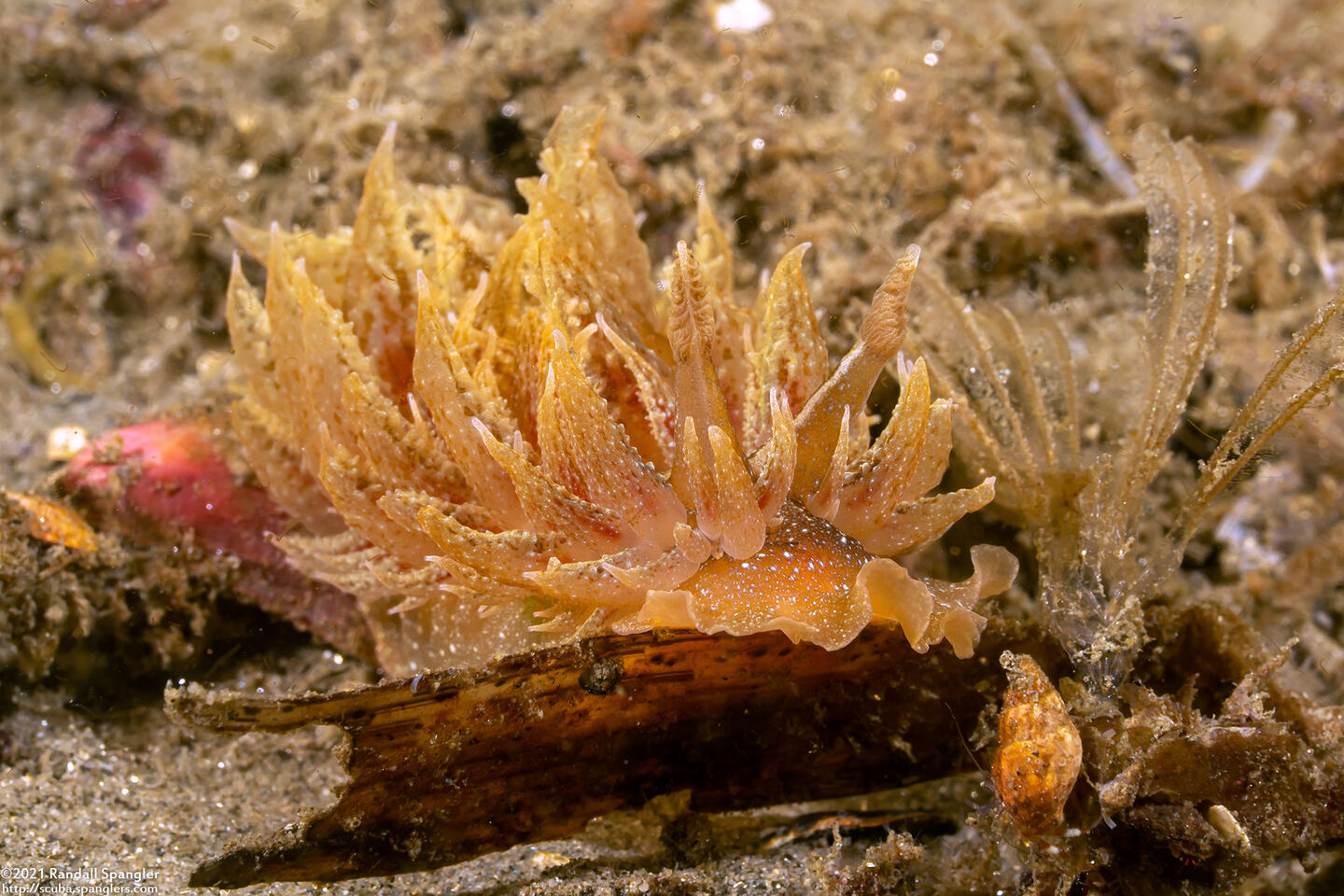 Dirona picta (Colorful Dirona)