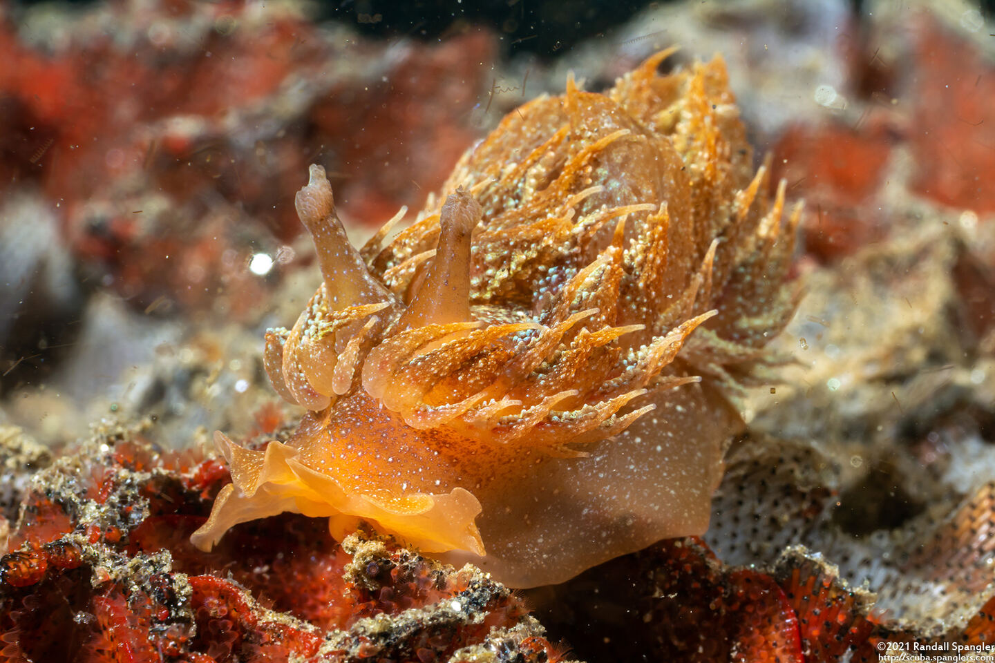 Dirona picta (Colorful Dirona)