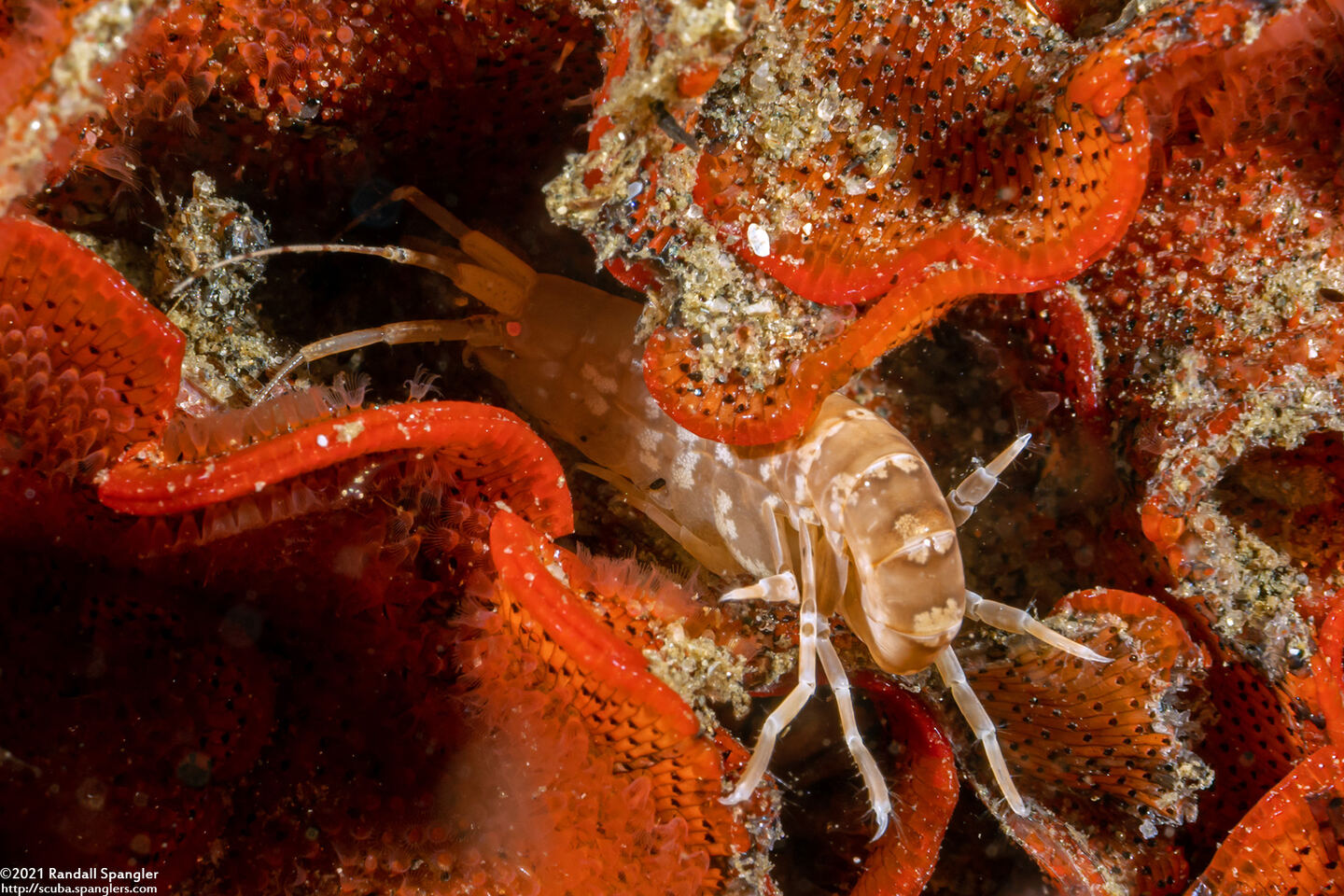 Sunamphitoe humeralis (Kelp Amphipod)