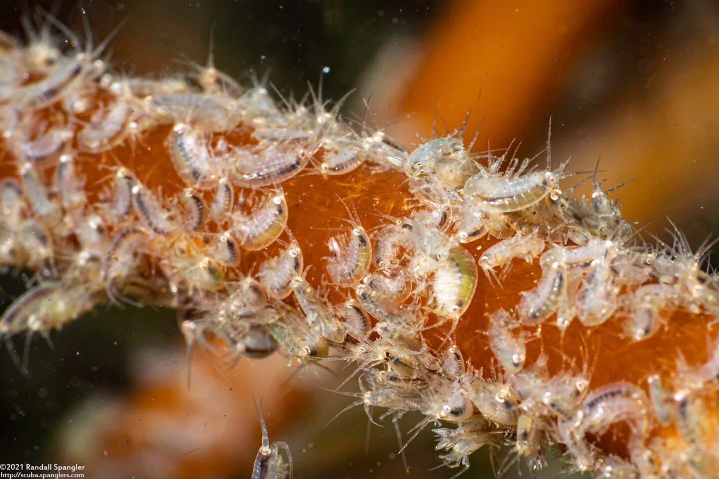 Protohyale sp.1 (Sea Flea)