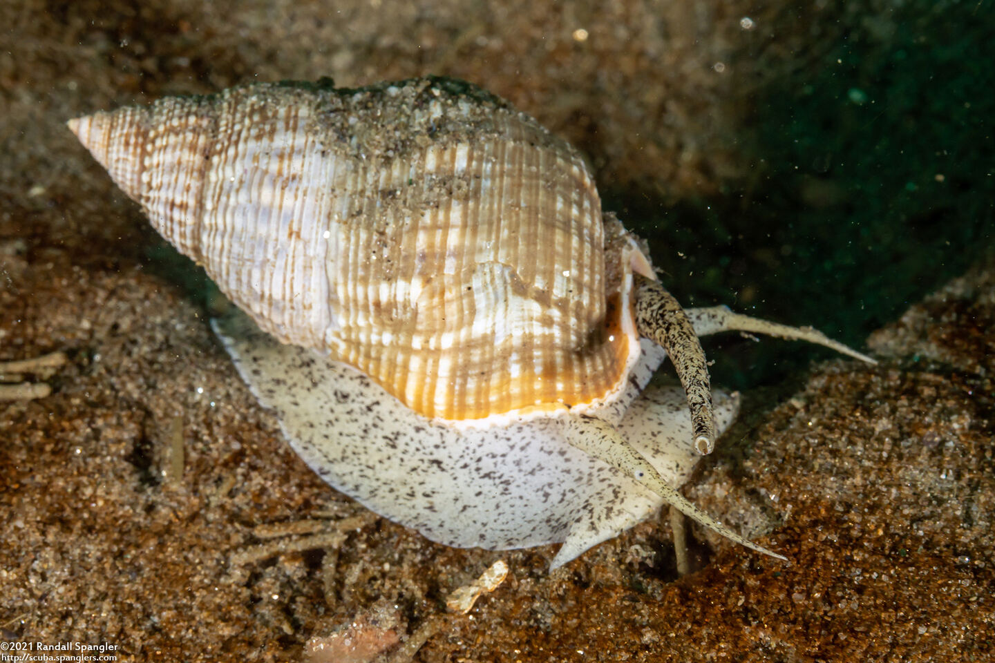 Nassarius fossatus (Giant Western Nassa)