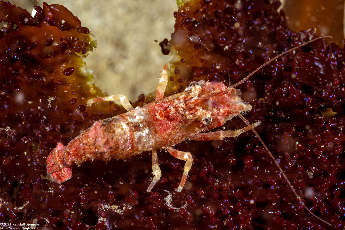 Spirontocaris lamellicornis (Dana's Blade Shrimp)