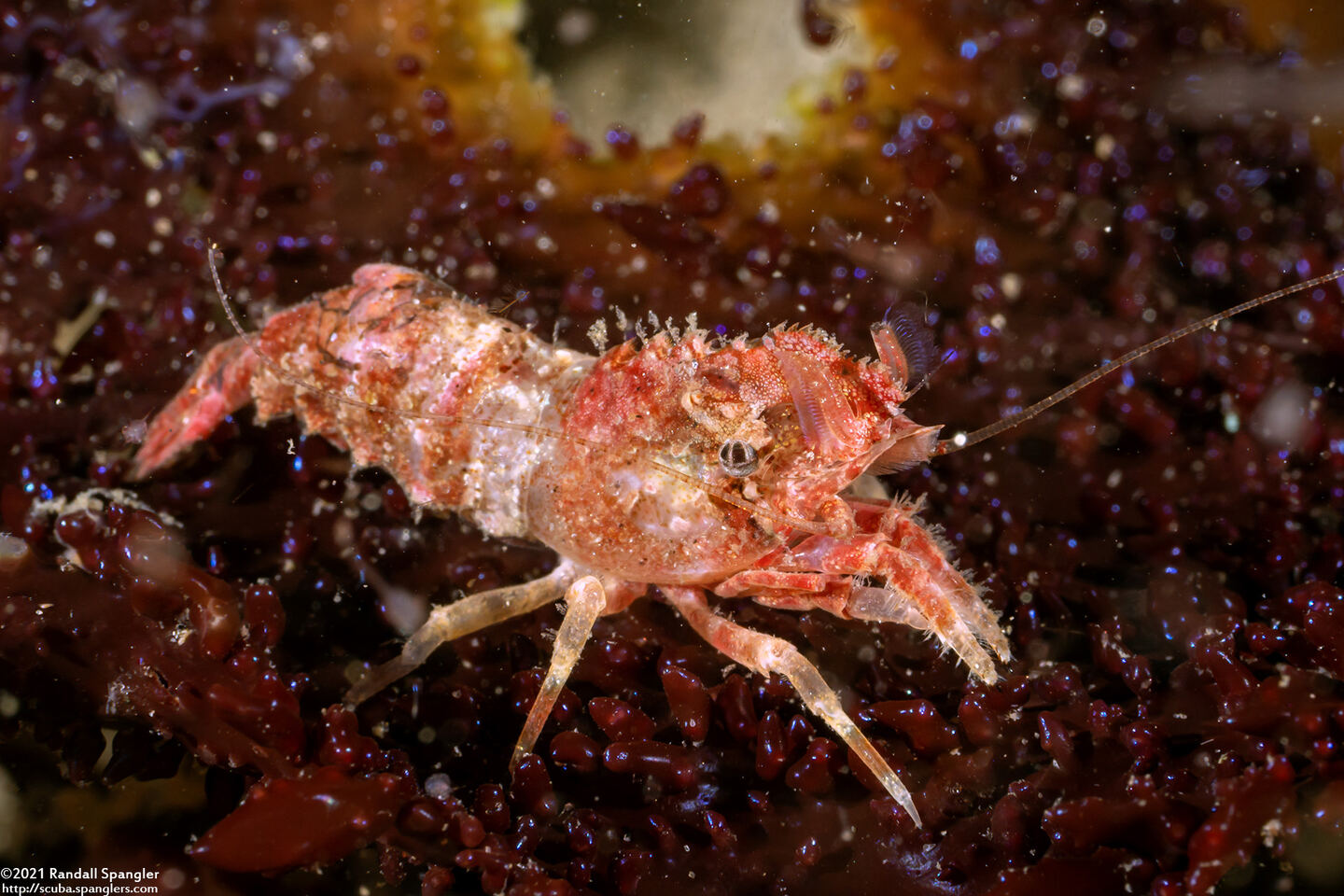 Spirontocaris lamellicornis (Dana's Blade Shrimp)