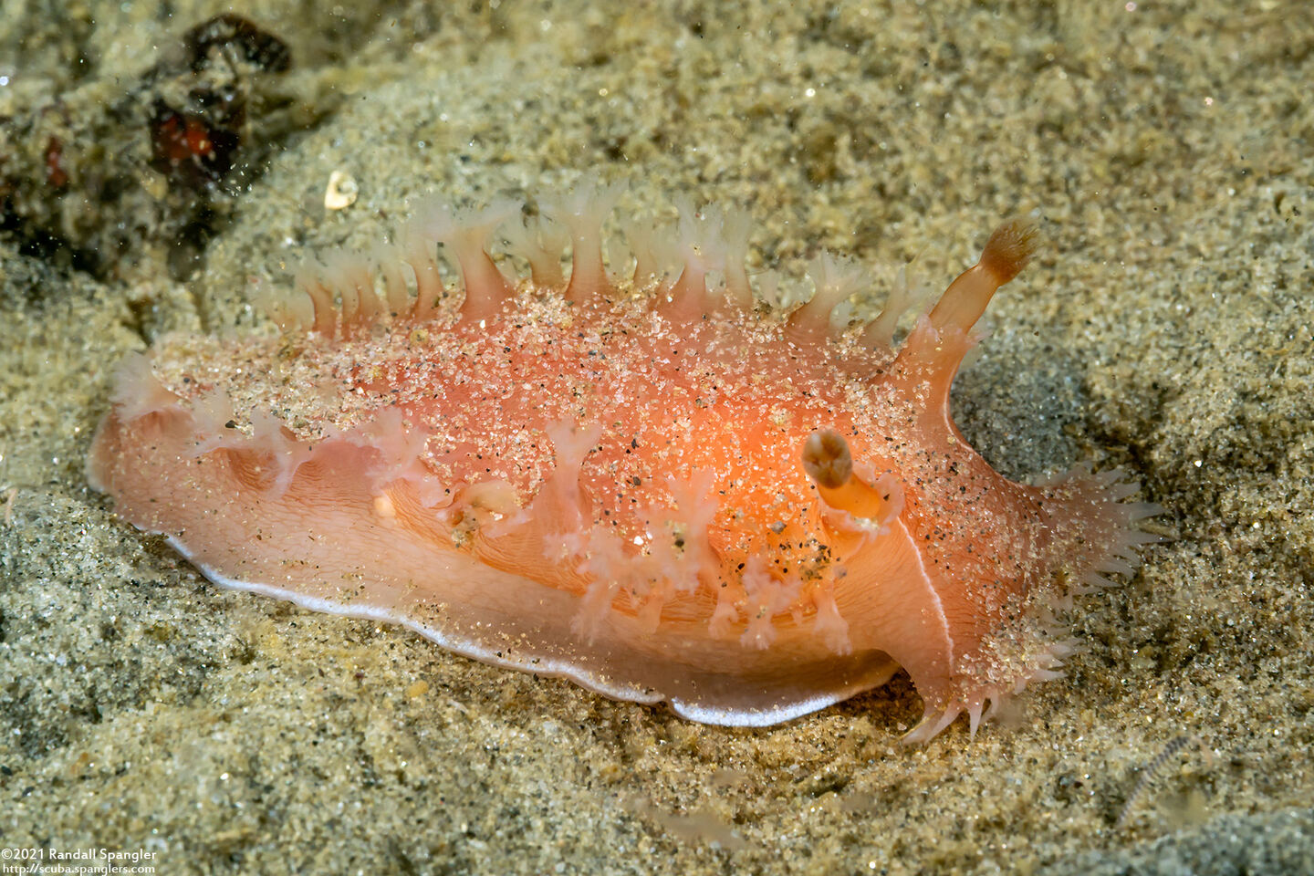 Tritonia tetraquetra (Pink Tritonia)
