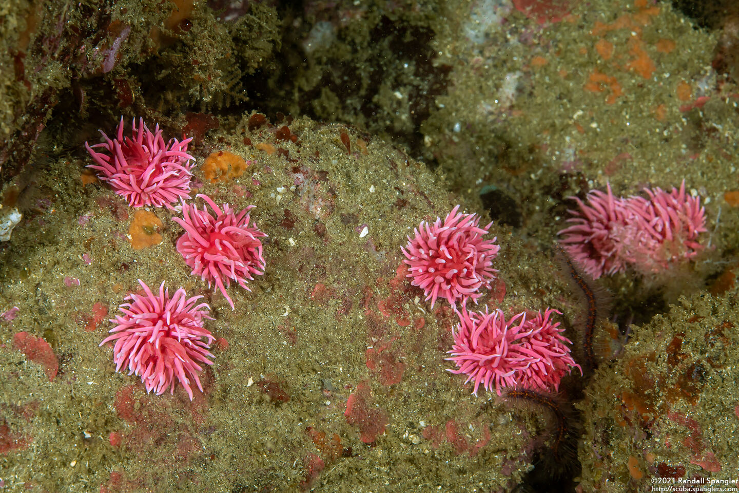 Okenia rosacea (Hopkins' Rose Nudibranch)
