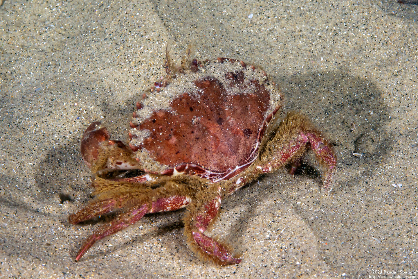 Romaleon antennarium (Pacific Rock Crab)