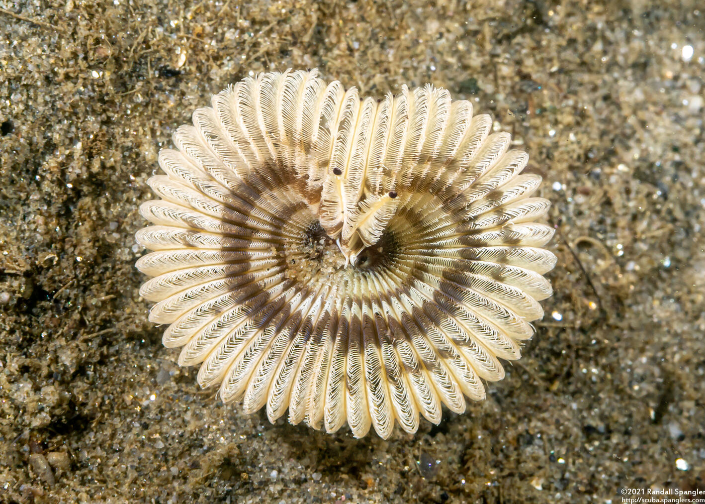 Acromegalomma sp.1 (Sabellid Worm)