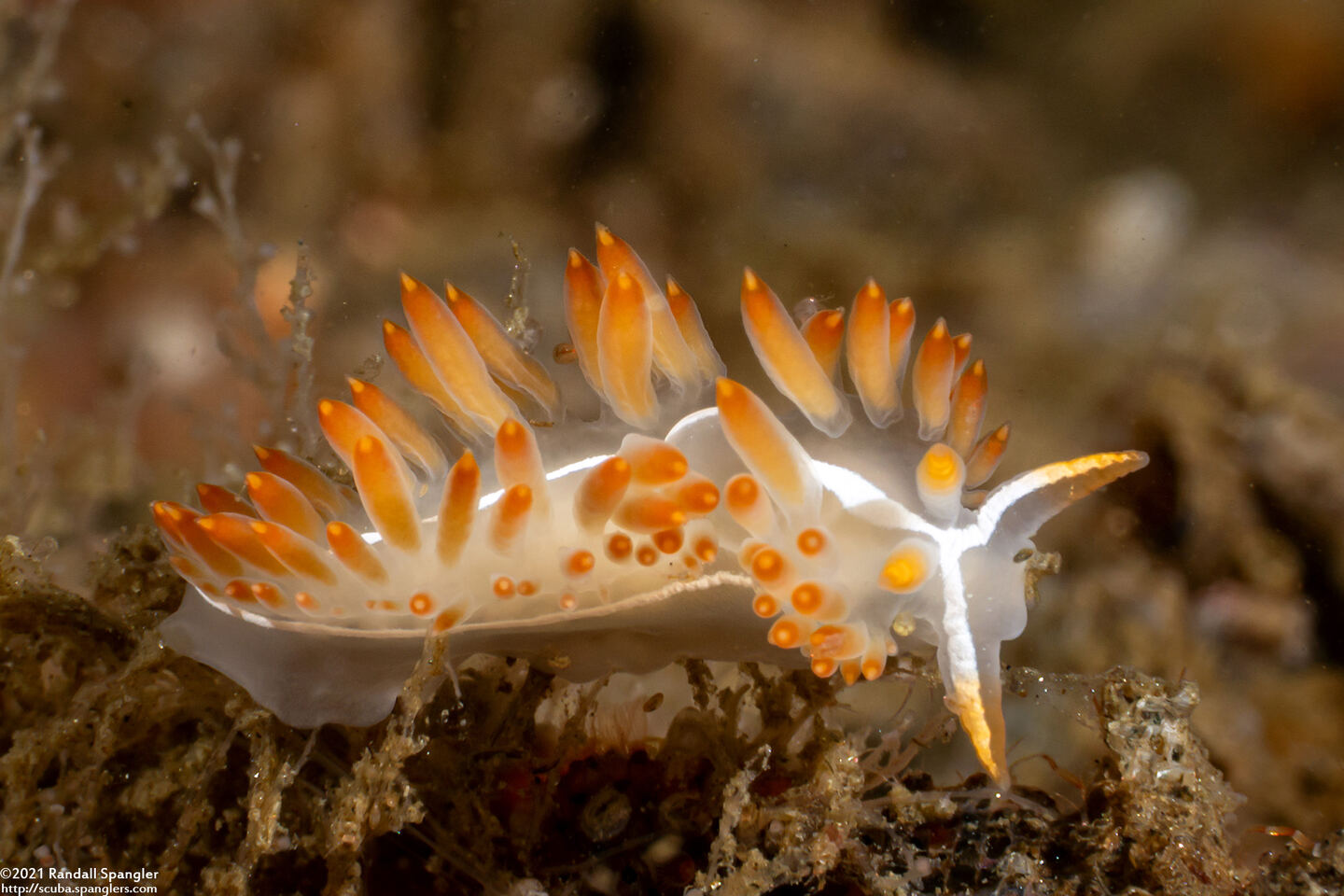 Coryphella trilineata (Three-Lined Aeolid)