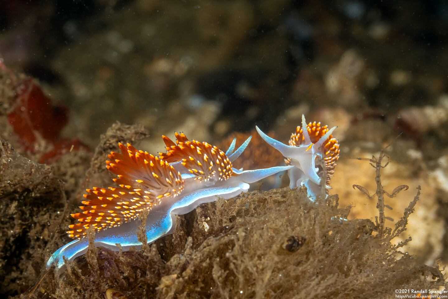 Hermissenda opalescens (Opalescent Nudibranch)