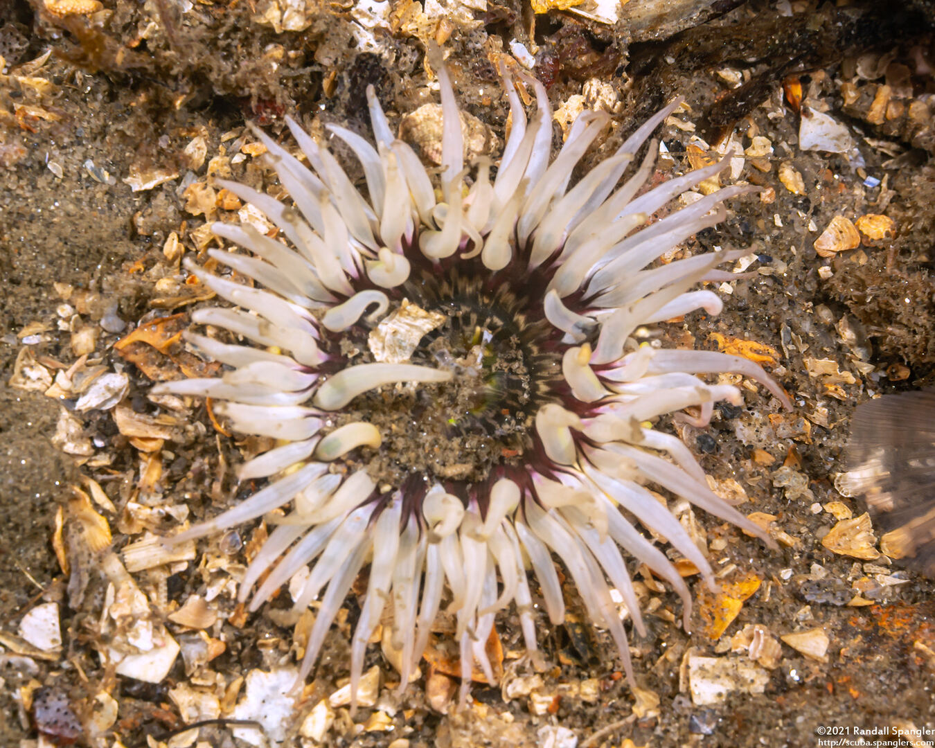 Anthopleura artemisia (Moonglow Anemone)