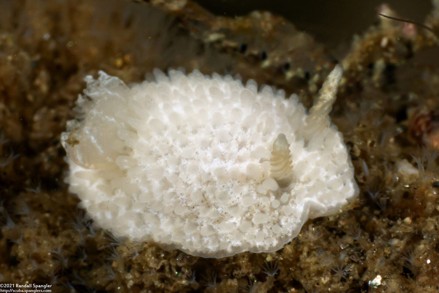 Diaphorodoris lirulatocauda (Ridge-Tailed Dorid)