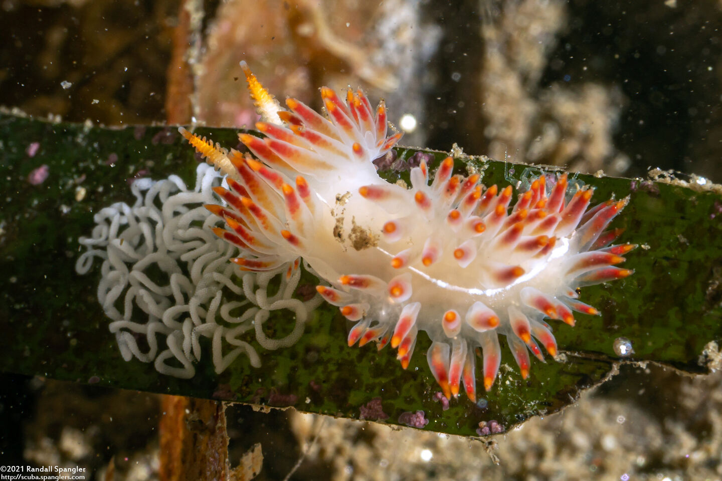 Coryphella trilineata (Three-Lined Aeolid)